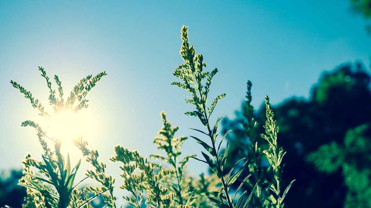 Read more about the article Et eventyrligt solbeskinnet under