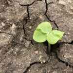 Kampen for den sunde lære