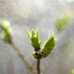 Troen sidder i hjertet